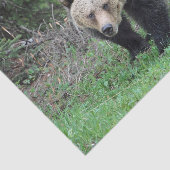 Alaska Grizzly Beer Wildlife Foto Tissuepapier (Detail)