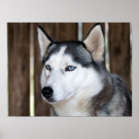 Alaska Husky slee hond mooie kunst print