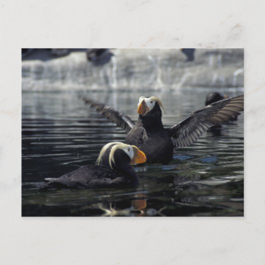 Alaska kuifpapegaaiduikers briefkaart (Voorkant)
