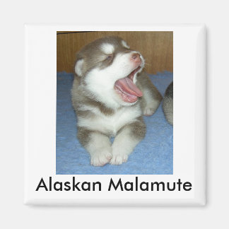 Alaska Malamute, Alaska Malamute Magneet