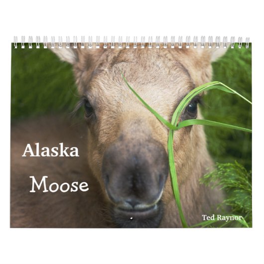 Alaska Moose Kalender (Hoes)