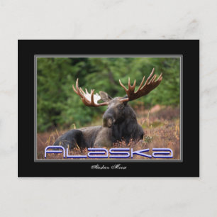 Alaska Moose Post Card Briefkaart
