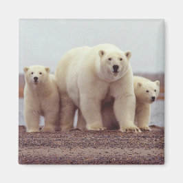 Alaska Polar Beer Magnet Magneet