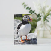 Alaska Puffins verweerde kleurrijke vogels Briefkaart (Staand voorkant)