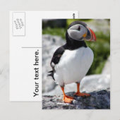 Alaska Puffins verweerde kleurrijke vogels Briefkaart (Voorkant / Achterkant)