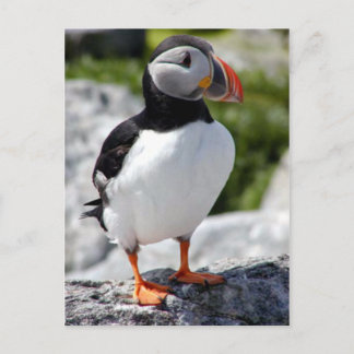 Alaska Puffins verweerde kleurrijke vogels Briefkaart