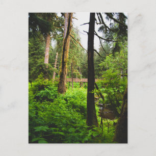 Alaska-regenwoud Briefkaart