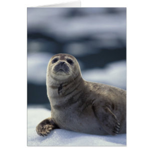 Alaska, région sud-est Phoque commun sur glace