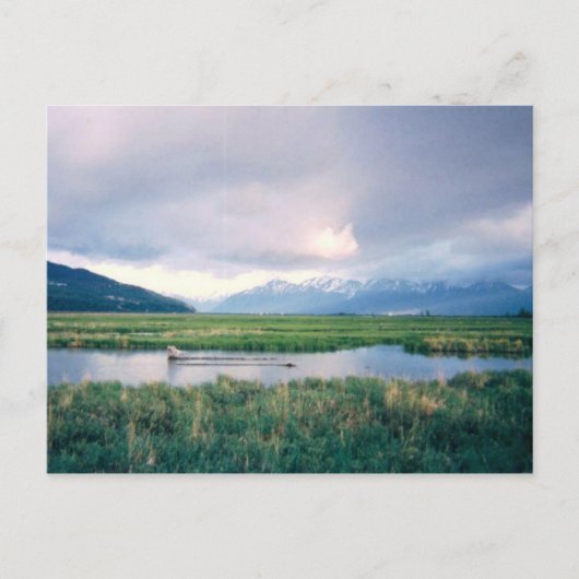 Alaska Sanctuary Briefkaart (Voorkant)