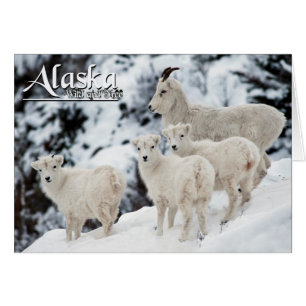 Alaska sauvage et libre