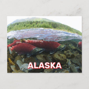 Alaska Sockeye Salmon Briefkaart