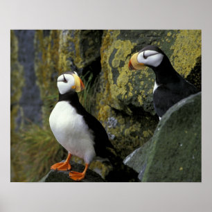 Alaska, St. Paul-eiland, de Pribilofs, gehoornde Poster