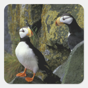 Alaska, St. Paul-eiland, de Pribilofs, gehoornde Vierkante Sticker