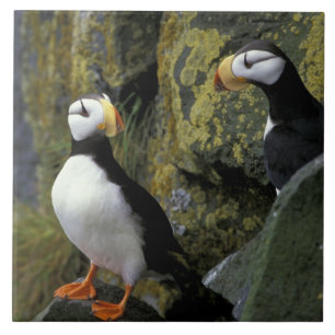 Alaska, St. Paul Island, de Pribilofs, gehoornd Tegeltje