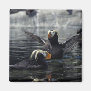 Alaska Tufted puffins Magneet