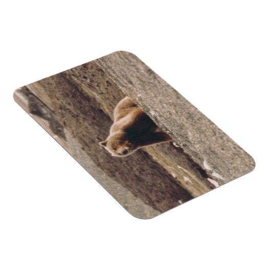 Alaska Tundra Grizzly Sow Arctic Refkoelkast Magneet (Rechterzijde)