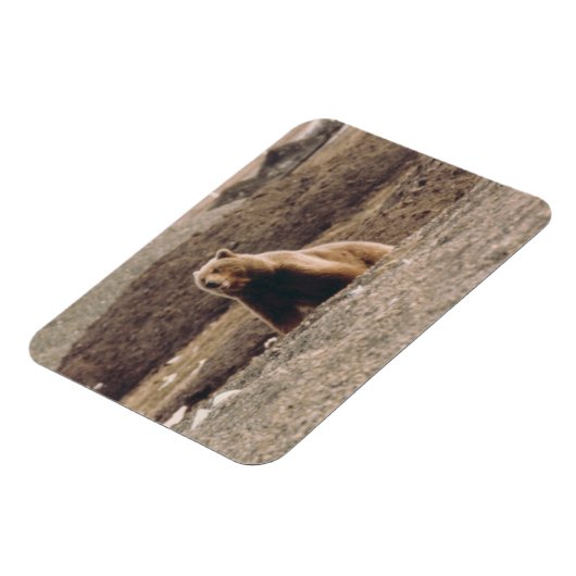 Alaska Tundra Grizzly Sow Arctic Refkoelkast Magneet (Linkerzijde)