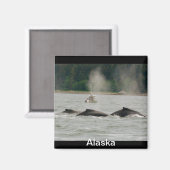 Alaska Whales Magneet (Voorkant / Achterkant)