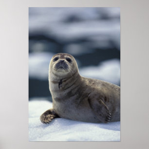 Alaska, zuidoost gebied zeehaven op ijs poster