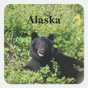 Alaska - Zwart Beer in Berry Struiken Vierkante Sticker