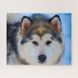 Alaskaanse Husky hond. Legpuzzel