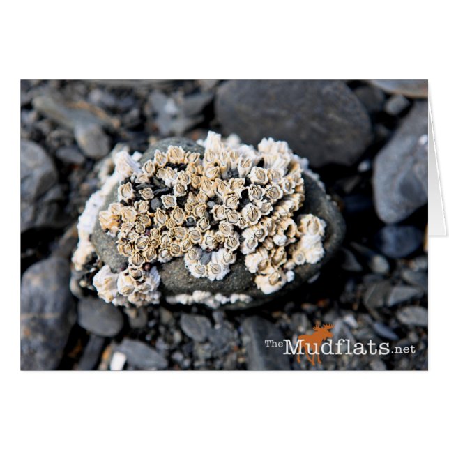 Alaskan Barnacle (Voorkant Horizontaal)