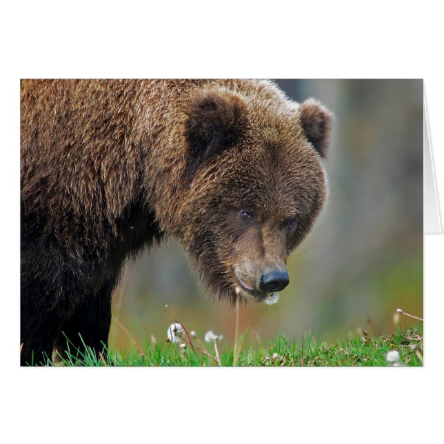 Alaskan Brown Beer Eating Dandelion (Voorkant Horizontaal)