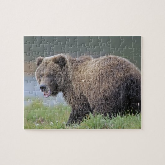 Alaskan Brown Beer (Ursus arctos) Wildlife Foto Legpuzzel (Horizontaal)