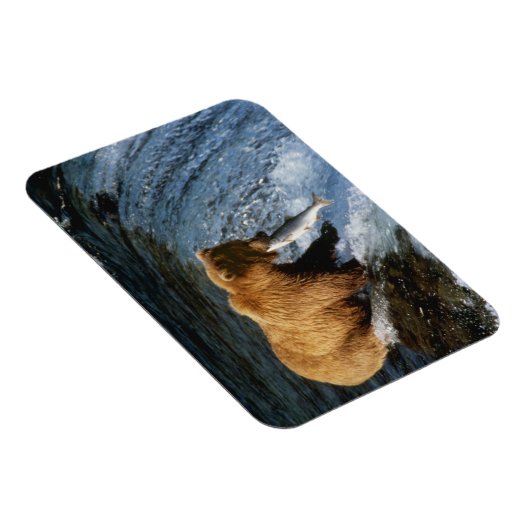 Alaskan Brown Beer vangt zalm in Brooks Magneet (Rechterzijde)