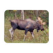 Alaskan Bull Moose 3 x 4 inch Flexibele Photo Magn Magneet (Horizontaal)
