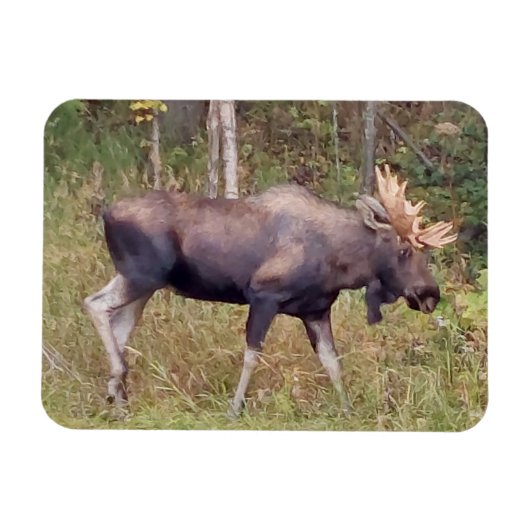 Alaskan Bull Moose 3 x 4 inch Flexibele Photo Magn Magneet (Horizontaal)