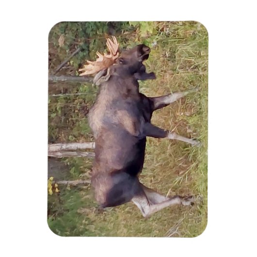 Alaskan Bull Moose 3 x 4 inch Flexibele Photo Magn Magneet (Verticaal)