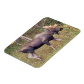 Alaskan Bull Moose 3 x 4 inch Flexibele Photo Magn Magneet (Linkerzijde)