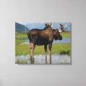 Alaskan Bull Moose in Schilderachtig Marsh Photo D Canvas Afdruk (Voorkant)