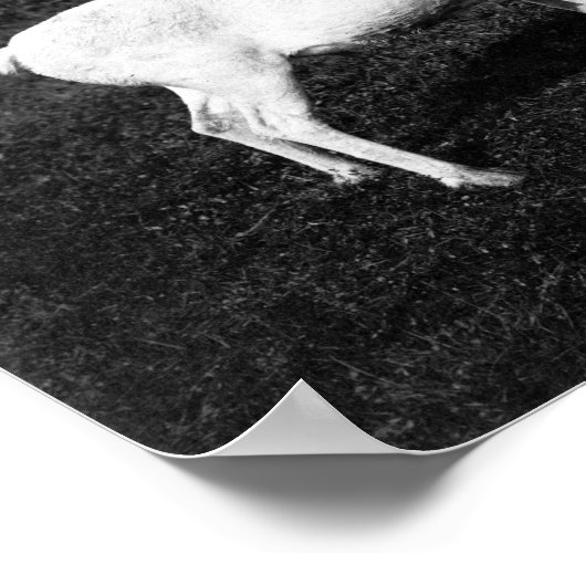 Alaskan Eskimo en gevangengenomen rendier Poster (Hoek)