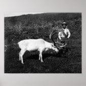 Alaskan Eskimo en gevangengenomen rendier Poster (Voorkant)