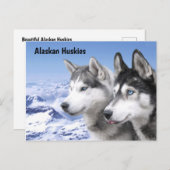 Alaskan Huskies Briefkaart (Voorkant / Achterkant)