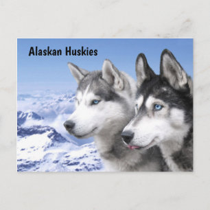 Alaskan Huskies Briefkaart