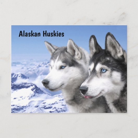 Alaskan Huskies Briefkaart (Voorkant)
