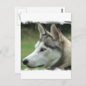 Alaskan Husky Briefkaart (Voorkant / Achterkant)