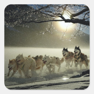 Alaskan Husky Dog Sled Race Vierkante Sticker