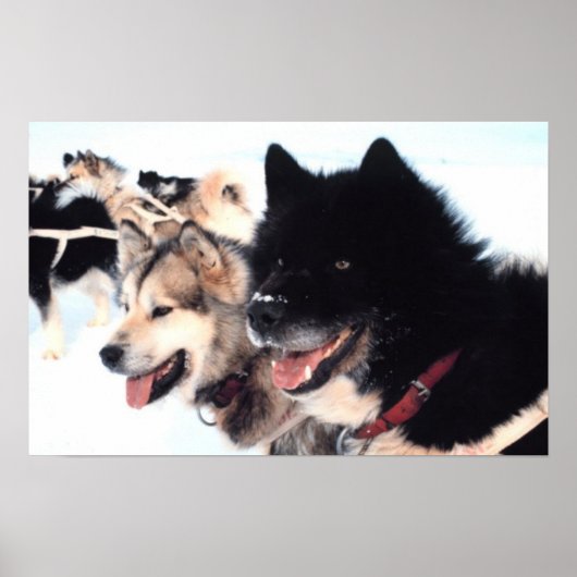 Alaskan Husky Love Poster (Voorkant)