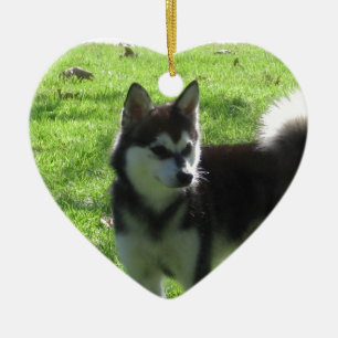Alaskan Klee Kai Dog Keramisch Ornament