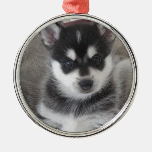 Alaskan Klee Kai Puppy Dog Metalen Ornament (Voorkant)