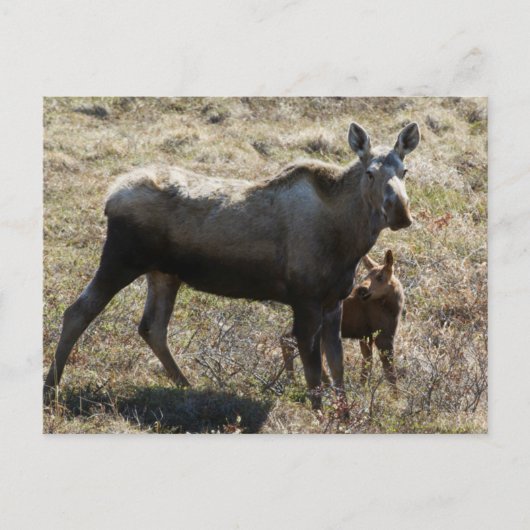 Alaskan Koe Moose met Calf Briefkaart (Voorkant)