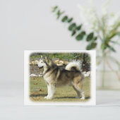 Alaskan Malamute 9R034D-463 Briefkaart (Staand voorkant)