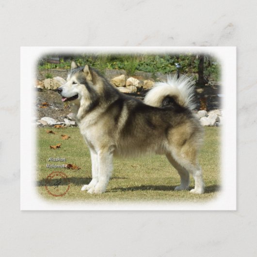 Alaskan Malamute 9R034D-463 Briefkaart (Voorkant)