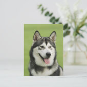 Alaskan malamute briefkaart (Staand voorkant)