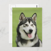 Alaskan malamute briefkaart (Voorkant / Achterkant)