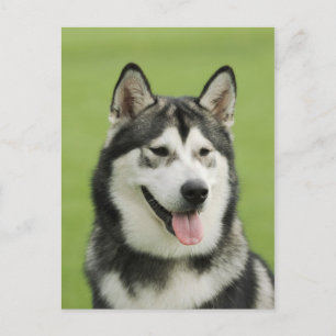 Alaskan malamute briefkaart